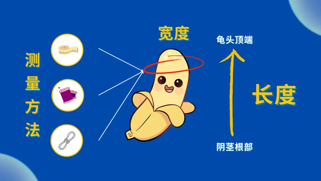 安全套尺寸